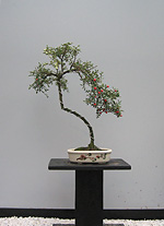 Bonsai