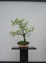 Bonsai