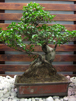 bonsai_11b.jpg