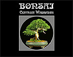 Bonsai Centrum Wiesbaden